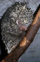 Coendou prehensilis - Brazilian Porcupine