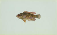 Image of: Acantharchus pomotis (mud sunfish)