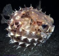 Image of: Cyclichthys orbicularis (round burrfish)