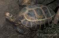 Indotestudo forstenii - Forsten's Tortoise