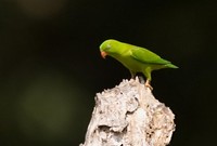 Vernal Hanging Parrot - Loriculus vernalis