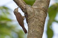 Straight-billed Woodcreeper - Dendroplex picus