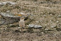 Short-tailed Field-Tyrant - Muscigralla brevicauda