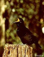 Victoria's Riflebird - Ptiloris victoriae