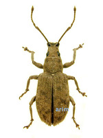 Cyrtepistomus castaneus - 밤색주둥이바구미