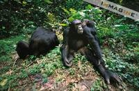 Chimpanzees (Pan troglodytes) grooming photo