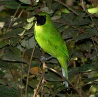 Lesser Green Leafbird - Male