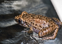 : Eleutherodactylus planirostris; Greenhouse Frog