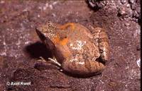 : Microhyla ornata; Ornate Narrow-Mouthed Toad