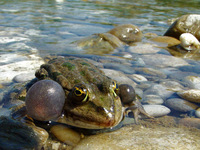 : Rana ridibunda; Marsh Frog