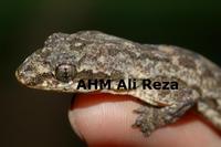 : Cosymbotus platyurus; Flat-tailed Gecko