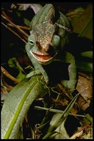 : Furcifer balteatus; Chameleon