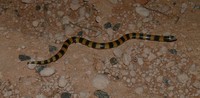 : Simoselaps bertholdi; Jan's Banded Snake