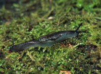 : Hemphillia danielsi; Mabled Jumping-slug