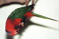Charmosyna papou - Papuan Lorikeet