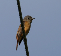 Ferruginous Flycatcher - Muscicapa ferruginea