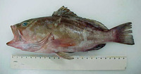 ...Image of Epinephelus morio, Red grouper, Rød havaborre, Deer grouper, Brown grouper, Cherna de v