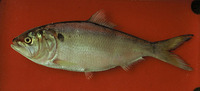 Brevoortia pectinata, Argentine menhaden: fisheries