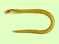 Ophichthus apicalis, Bluntnose snake-eel:
