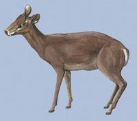 Image of: Elaphodus cephalophus (tufted deer)