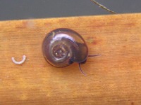 Segmentina nitida - Shining ram's-horn snail