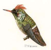 Image of: lophornis magnificus (frilled coquette)