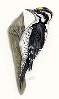Image of: Picoides tridactylus (Eurasian three-toed woodpecker)