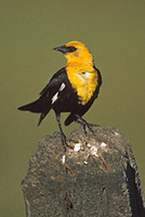 Yellow-headed Blackbird (Xanthocephalus xanthocephalus) photo