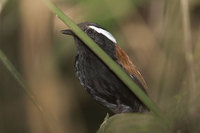 Black-bellied Gnateater - Conopophaga melanogaster