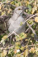 Bahama Mockingbird - Mimus gundlachii