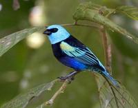 * Blue Neck Tanager