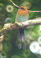 Broad-billed Motmot. Photo by Barry Ulman. All rights reserved.