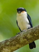 Philippine Falconet Microhierax erythrogenys Endemic
