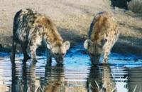 Photo of two spotted hyaenas drinking at a waterhole