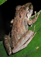 : Pristimantis lanthanites