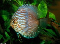 : Symphysodon discus; Discus Fish