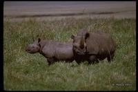 : Diceros bicornis; Black Rhinoceros