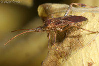 : Leptoglossus occidentalis; Western Conifer Seed Bug