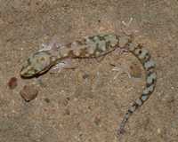 : Diplodactylus alboguttatus; White-spotted Ground Gecko