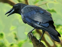 Birds of India - Large-billed Crow - Corvus macrohynchos - Corvidae - Indian Bird