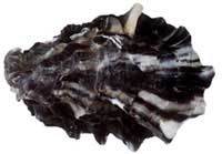 Pacific Oyster - Crassostrea gigas