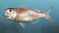 Pristipomoides aquilonaris, Wenchman: fisheries
