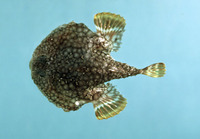 Halieutichthys aculeatus, Pancake batfish: