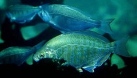 Hyperprosopon argenteum, Walleye surfperch: fisheries, gamefish