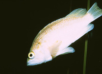 Sebastes atrovirens, Kelp rockfish: