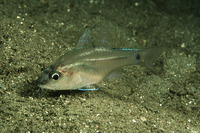 Apogon sangiensis, Sangi cardinalfish: