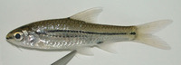 Barbus bifrenatus, Hyphen barb: aquarium