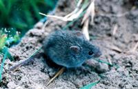 Image of: Baiomys taylori (northern pygmy mouse)