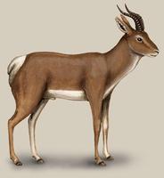 Image of: Procapra gutturosa (Mongolian gazelle)