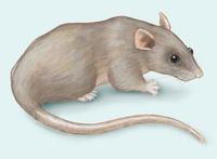 Image of: Rattus norvegicus (brown rat)